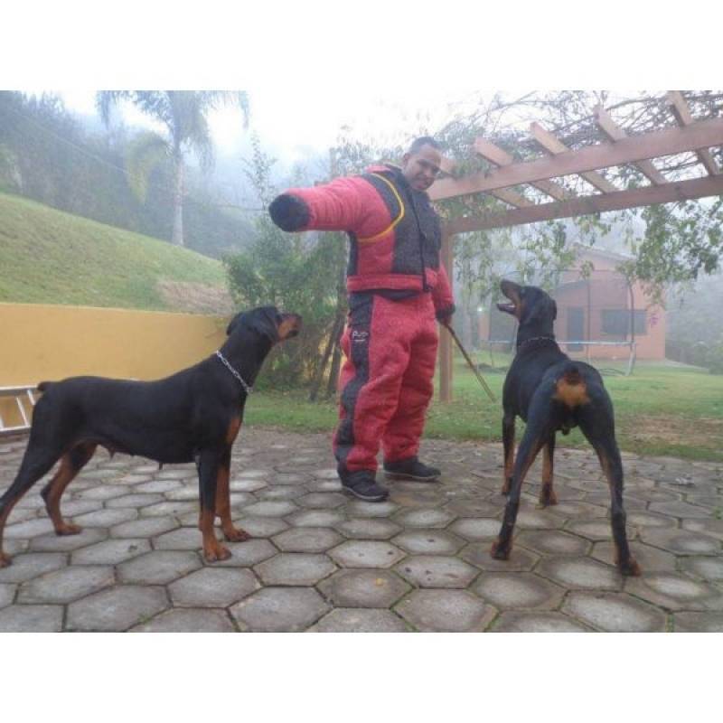 Adestramento de Cachorros Quanto Custa Raposo Tavares - Adestramentos para Cachorros