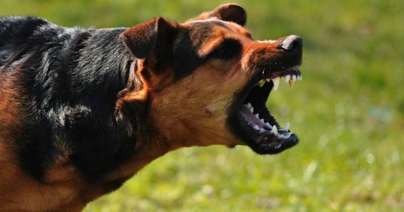 Adestramento de Cachorros Selvagens Santana de Parnaíba - Adestrador a Domicílio para Cães Bravos