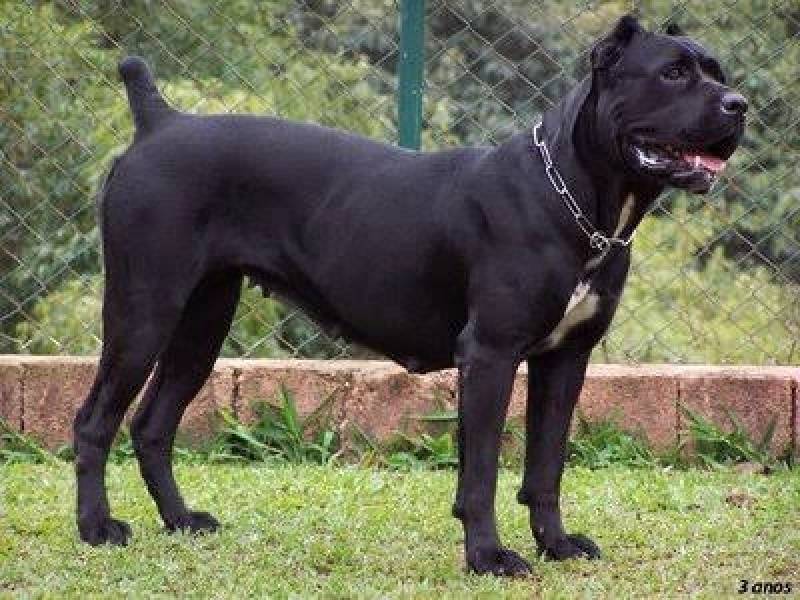 Adestramento de Cães Anti Social Jaguaré - Curso para Adestrar Cão Bravo