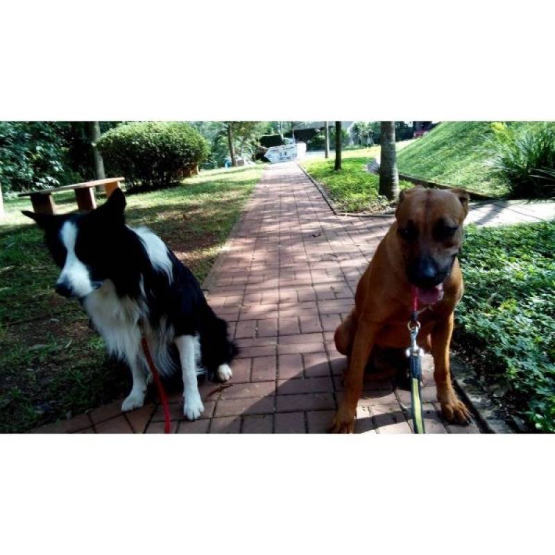 Adestramento de Cães Golden Santana de Parnaíba - Adestramento de Cães Golden