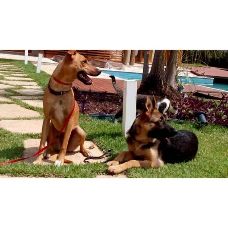 Adestramento de Cães Preço Sp Santana de Parnaíba - Adestramento para Cão