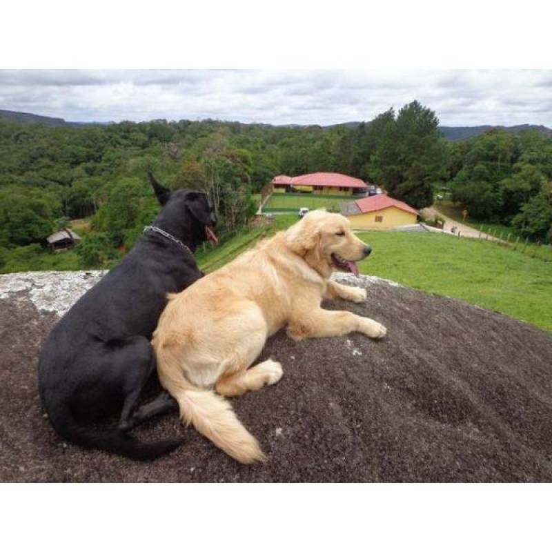 Adestramento de Cães Que Latem Muito Santana de Parnaíba - Adestramento de Cães em Itapevi