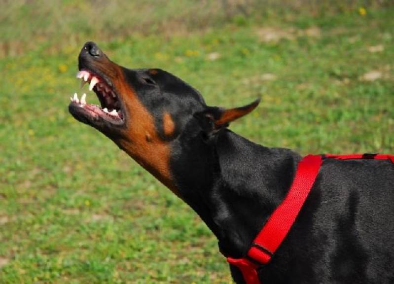 Adestramento de Cães Raivosos Osasco - Curso para Adestrar Cão Bravo