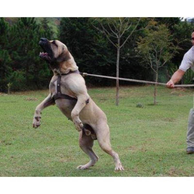 Adestramento de Cães Valor Aldeia da Serra - - Adestramento de Cão