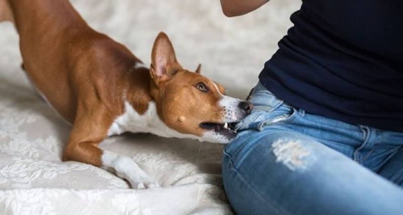 Adestramento de Cão Anti Social Vila Madalena - Como Adestrar Cão Bravo
