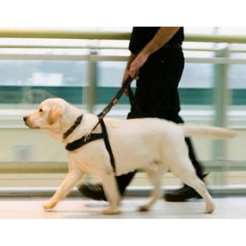 Adestramento de Cão Farejador Bom Retiro - Cão Farejador de Aeroporto