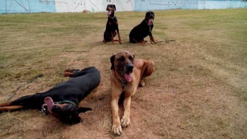 Adestramento de Cão Filhote Barueri - Adestramento para Cão