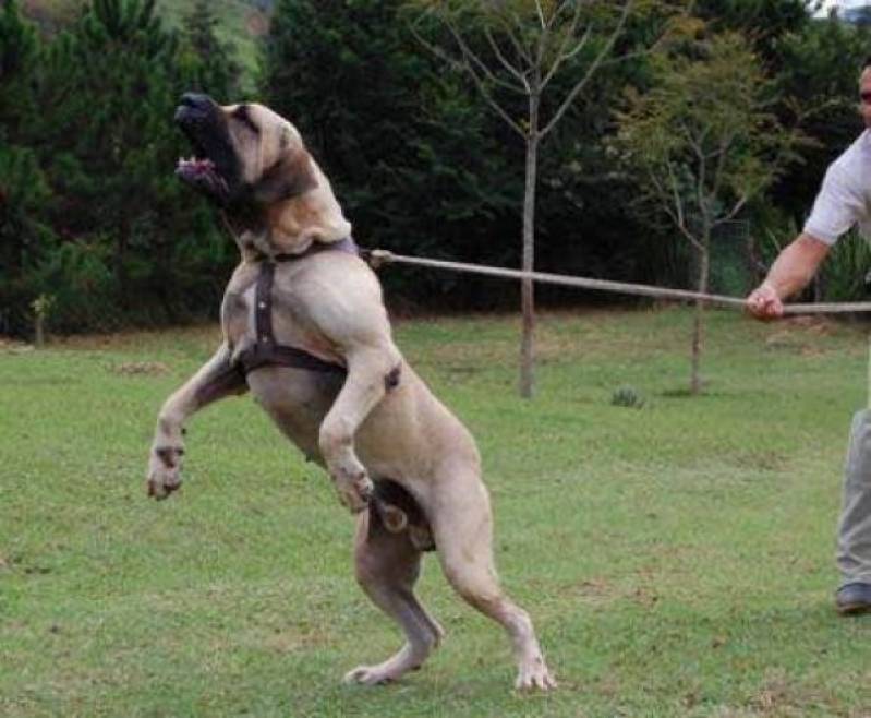 Adestramento de Cão Labrador Morumbi - Adestramento de Cães em SP