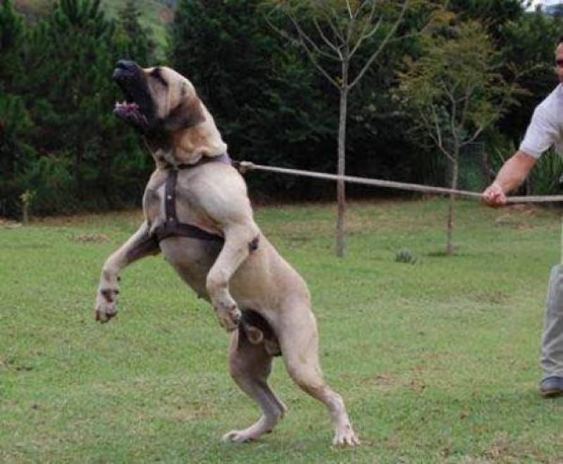 Adestramento de Cão Preço Jardim Bonfiglioli - Adestramento de Cães em SP
