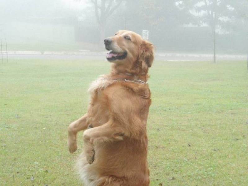 Adestramento de Cão Santana de Parnaíba - Adestramento de Cães em SP