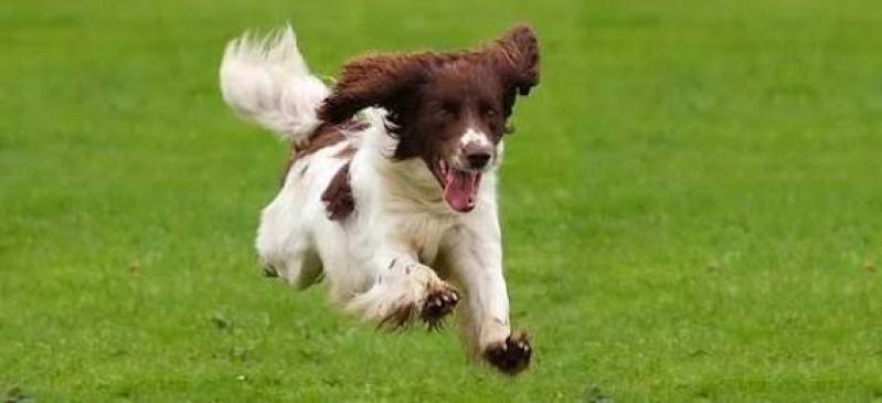 Adestramento Hospedagem Cães Valor Alto da Lapa - Adestramento Cão Guarda