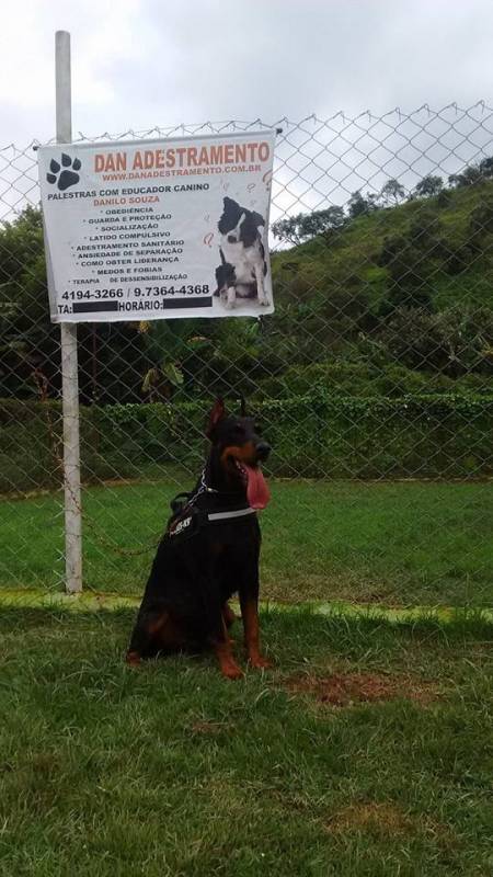 Adestramento no Canil Raposo Tavares - Adestramento de Cães Anti Social