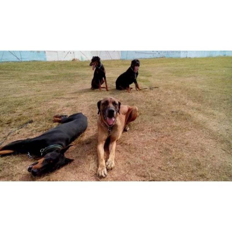 Adestramento para Cachorros Jardim Bonfiglioli - Adestramento em Cachorros