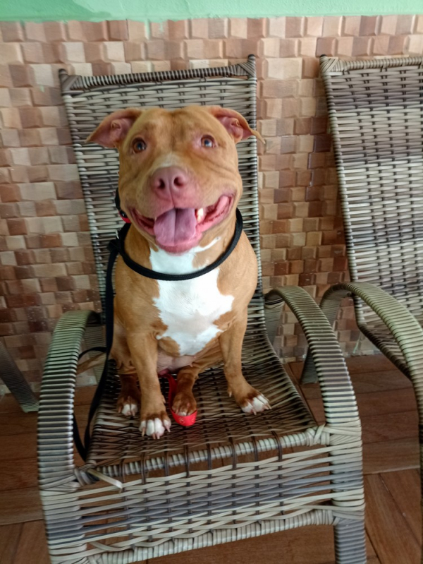 Adestramento para Cães com Mal Comportamento Preço Cotia - Adestramento para Cão com Desvio de Comportamento São Paulo