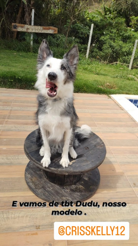 Adestramento para Cão com Desvio de Comportamento Butantã - Treinamento para Cão com Distúrbio de Comportamento Vila Olímpia