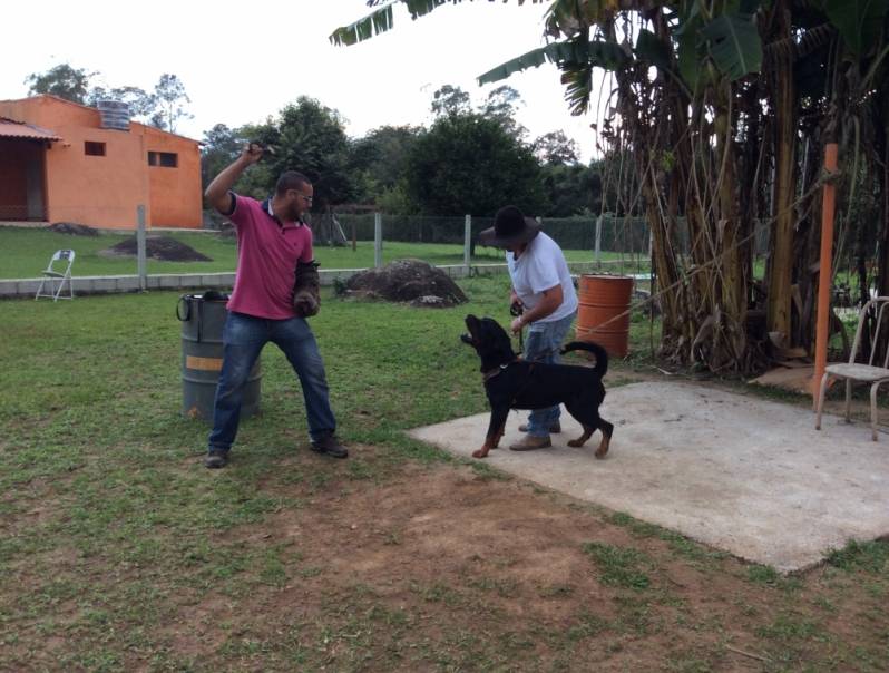 Adestramento para Cão de Guarda Preço Vila Mariana - Adestrador de Cães Golden Retriever