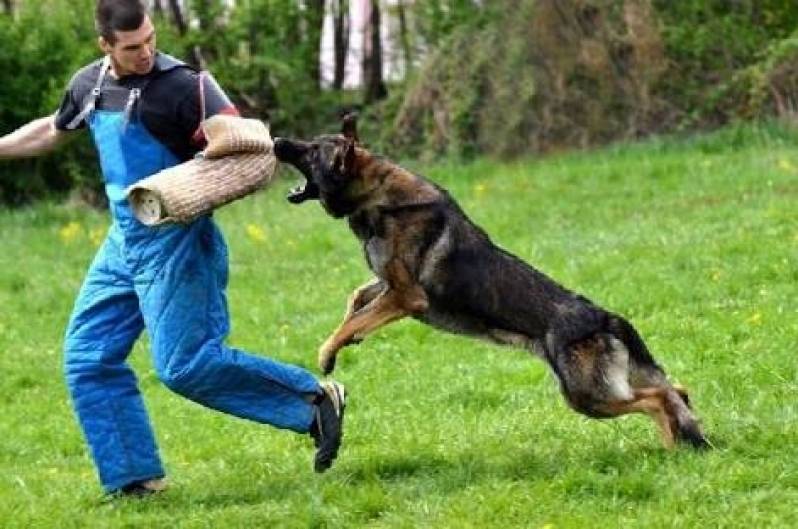 Adestramento para Cão de Guarda Barueri - Adestrador Comportamental de Cachorro