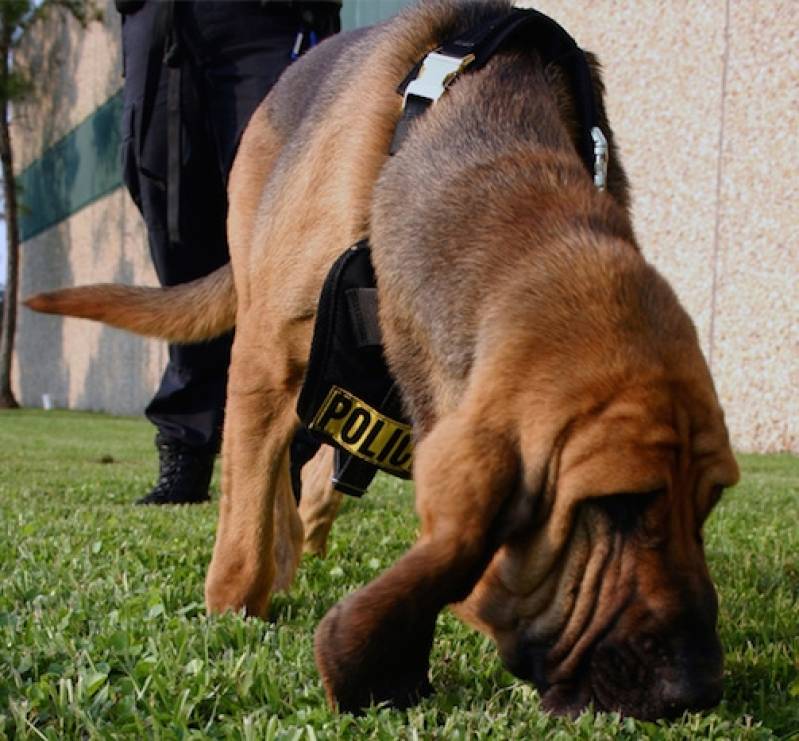 Adestramentos Avançados para Cães Osasco - Serviços para Adestrar Cães