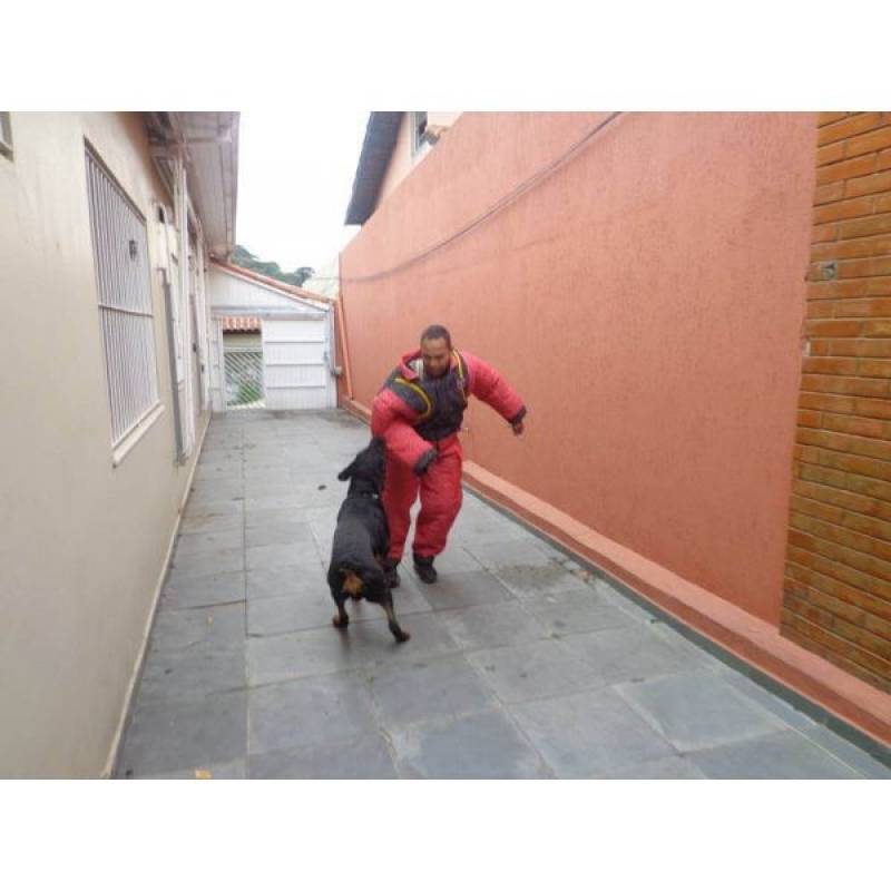 Adestramentos Cão Aldeia da Serra - - Adestradora de Cães