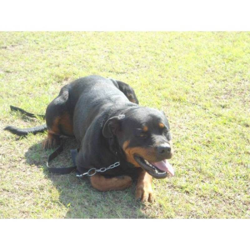 Adestramentos de Cães Golden Retriever Butantã - Curso de Condução de Cães