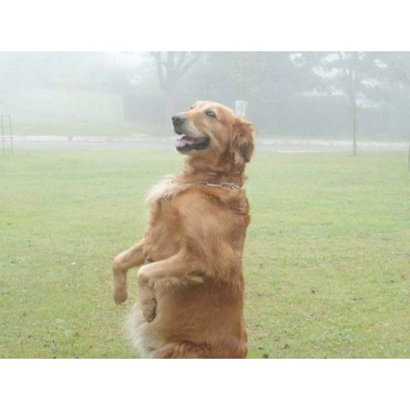 Adestramentos para Cachorro Preço Aldeia da Serra - - Adestramento de Cachorro