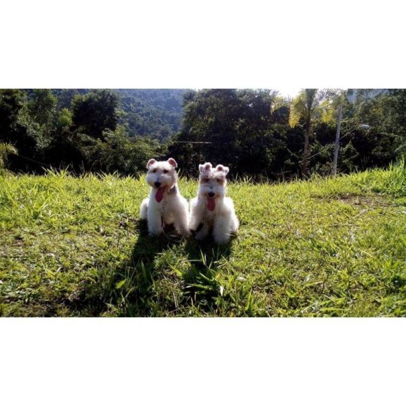 Adestramentos para Cachorro Quanto Custa Rio Pequeno - Adestramento em Cachorros