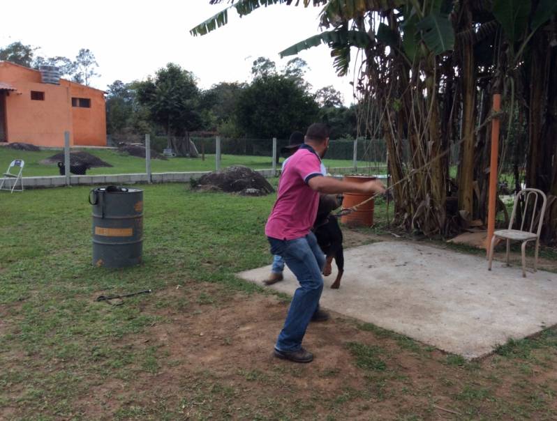 Adestramentos para Cão de Guarda Jardim Bonfiglioli - Adestrador a Domicílio