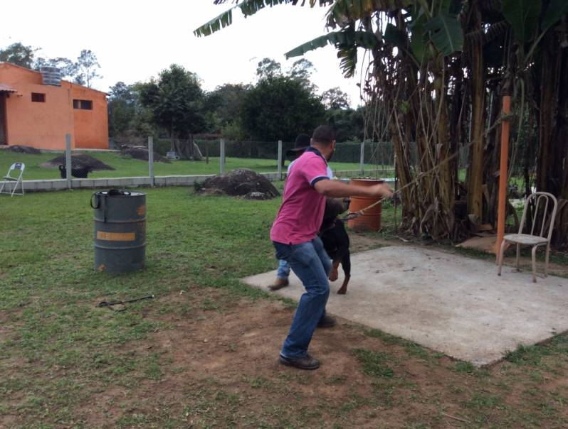 Adestramentos para Cão de Guarda Santana de Parnaíba - Adestrador de Cachorro Sp