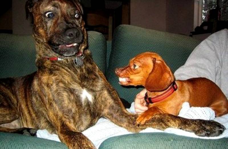 Adestrar Cachorro Beagle Preços Vila Olímpia  - Adestrar Cachorro Filhote Pit Bull