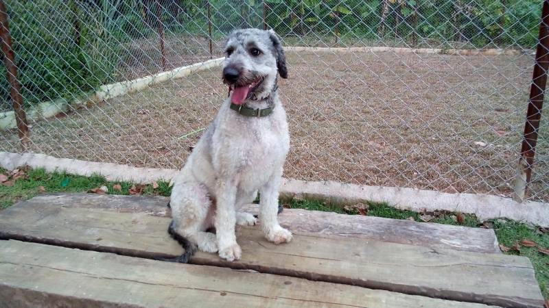 Adestrar Cachorro Border Collie Valores Rio Pequeno - Adestrar Cachorro Filhote Pit Bull