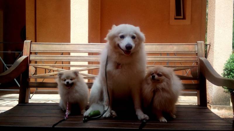 Adestrar Cachorro Filhote Pit Bull Osasco - Adestrar Cachorro Border Collie