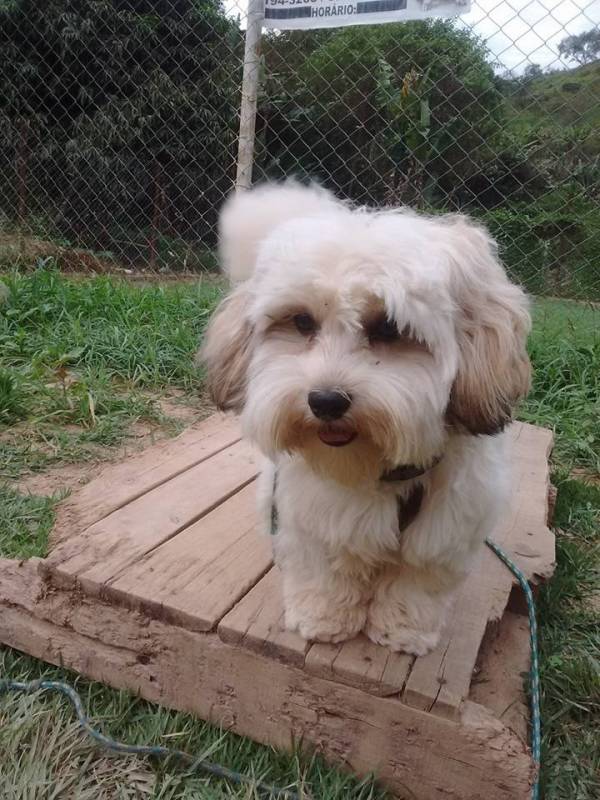 Adestrar Cachorro Golden Retriever Barueri - Show Dogs Canil