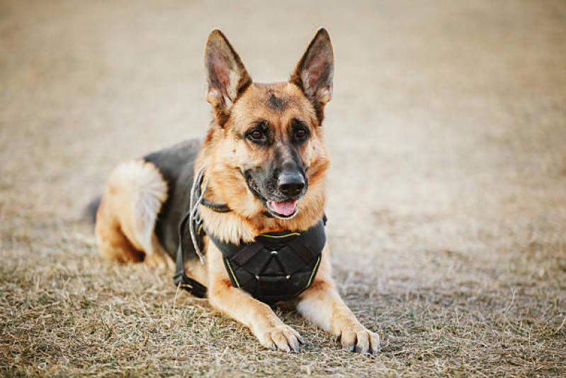 Alugar Cachorro Segurança Preço Cotia - Treinamento de Cachorros Policiais