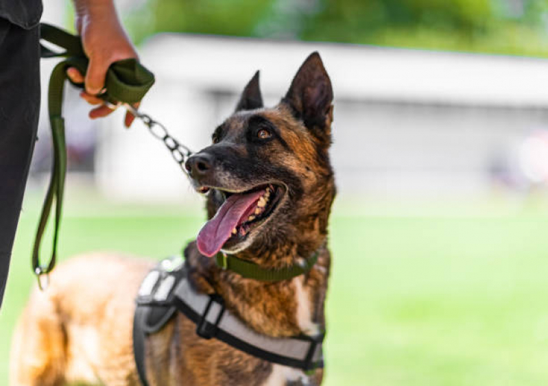 Alugar Cachorros Segurança Vila Olímpia  - Locação de Cachorro Segurança