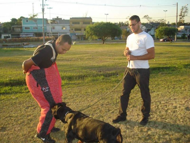 Alugar Cães de Segurança Itapevi - Cães de Guarda para Aluguel