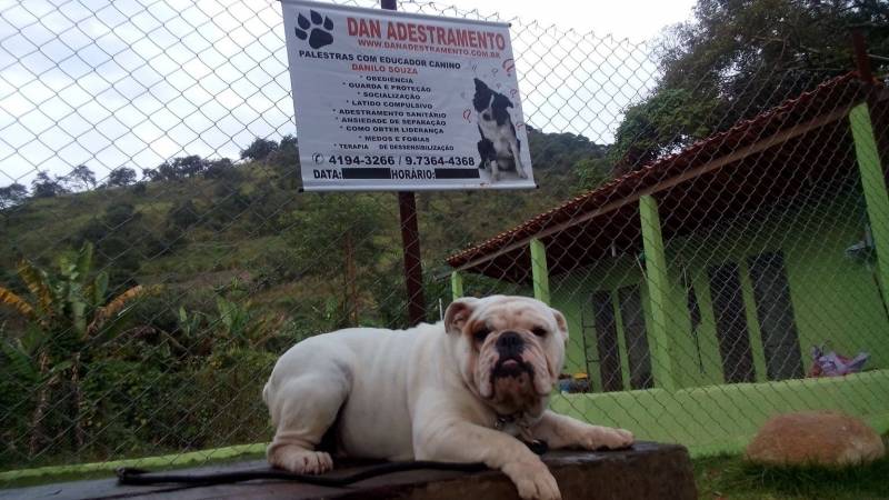 Alugar Cães de Serviços Morumbi - Cão de Segurança Patrimonial
