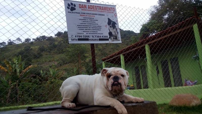 Alugar Cães de Serviços Itapevi - Alugar Cães de Serviço