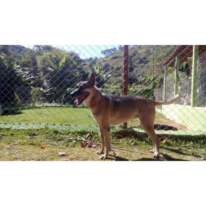 Alugar Cão de Guarda Quanto Custa Lapa - Treinamento para Cão de Guarda