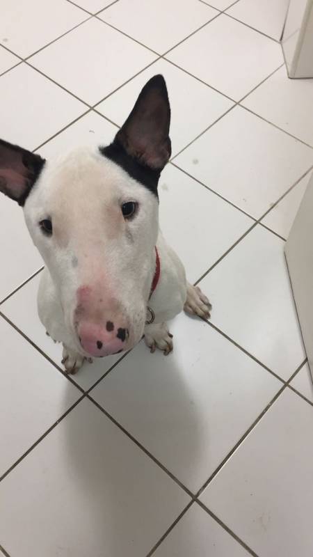 Aluguéis de Cães de Guarda Santana de Parnaíba - Cachorro para Alugar