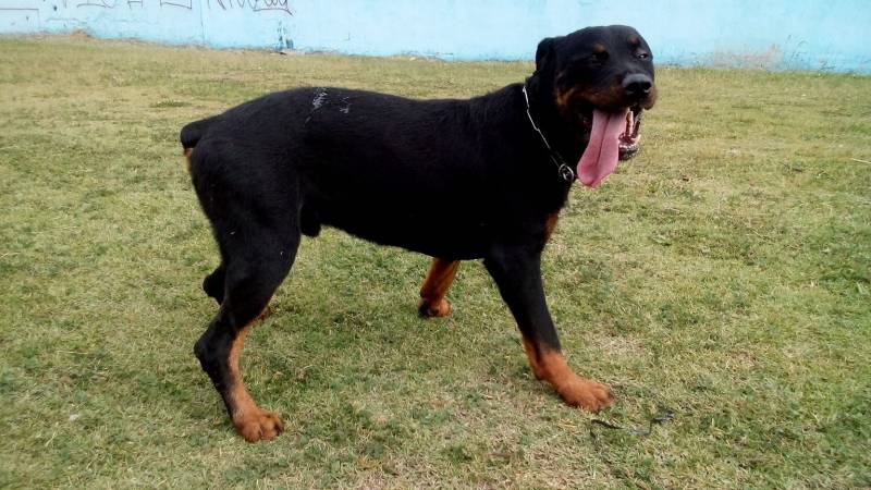 Aluguel de Cães de Guarda em São Paulo Santana de Parnaíba - Locação de Cachorro de Guarda