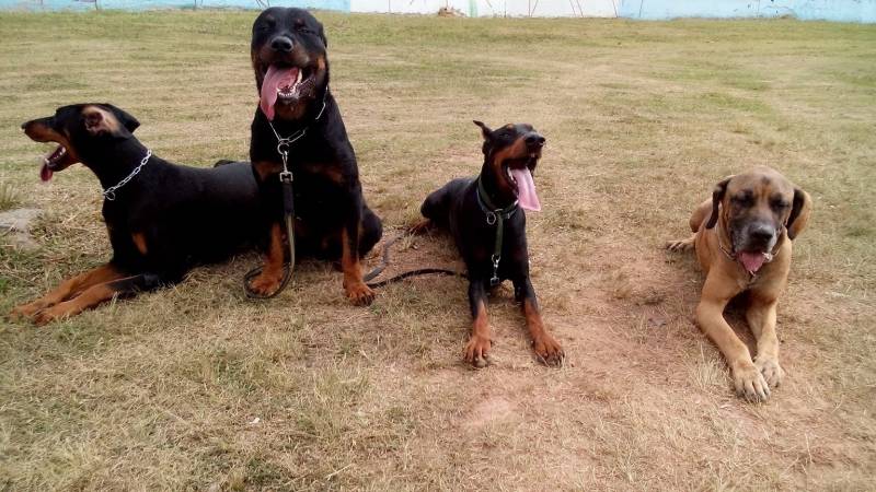 Aluguel de Cães de Guarda em SP Vila Madalena - Cachorro de Aluguel