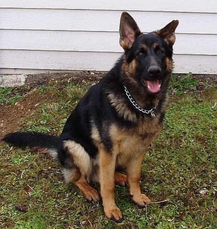 Aluguel de Cães Guarda Bela Vista - Cães para Faro de Animais Perdidos