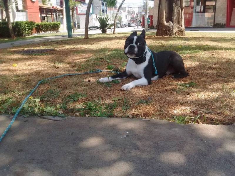 Aluguel de Cão de Guarda em São Paulo Granja Viana - Cachorro para Alugar