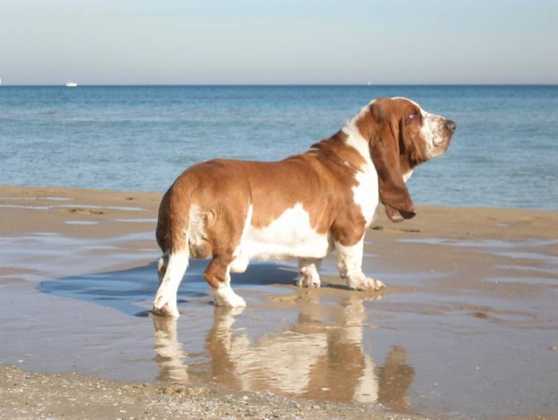 Aluguel de Cão Farejador Higienópolis - Cão Farejador de Aluguel