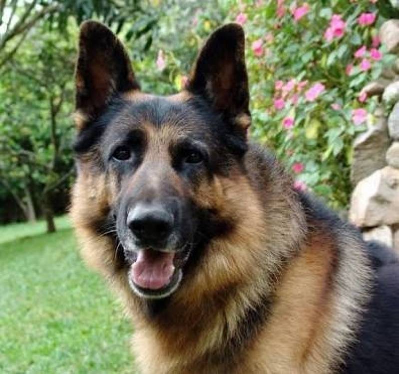 Aula de Como Adestrar Cão Bravo Alphaville - Curso para Adestrar Cão Bravo