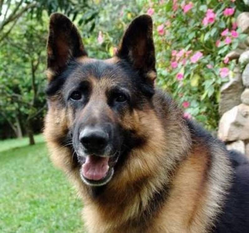 Aula de Como Adestrar Cão Bravo Vila Madalena - Adestramento Cachorro Bravo