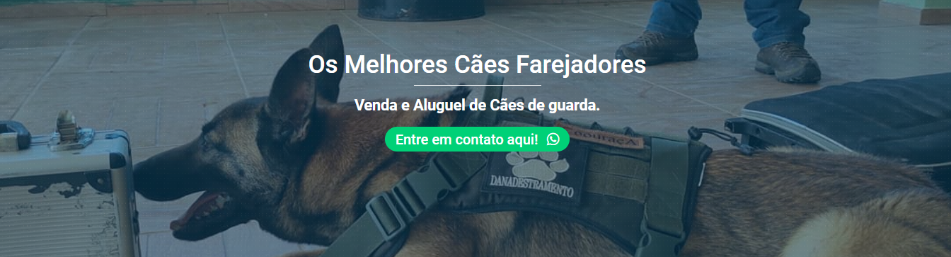 Dan Adestramento - Adestramento em Cachorros