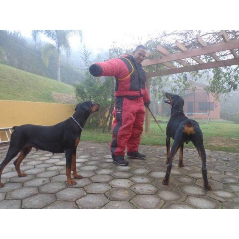 Cachorro de Guarda para Apartamento Barueri - Cão de Guarda em Itapevi