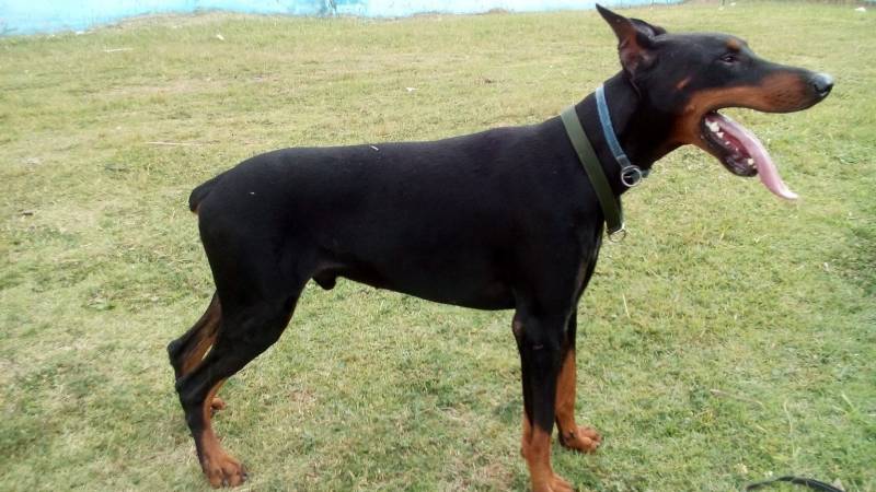 Cachorro de Guarda para Locação Butantã - Cachorro de Guarda para Alugar