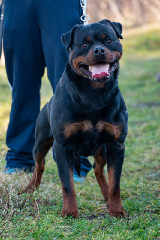 Cachorro de Segurança para Alugar Morumbi - Segurança com Cachorros Alugados